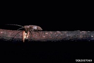 Adult twig girdler and damage to twig