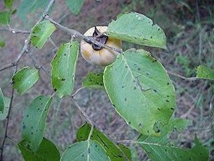 Persimmons get smutty but the black smut does not bother it nor us