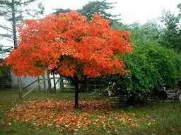 Tree in full fall color