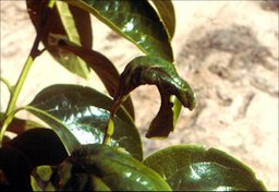 Central rolled leaf shows the damage from the persimmon psylla