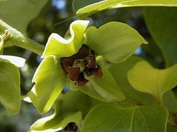 Diospyros kaki. Real Jardín Botánico, Madrid