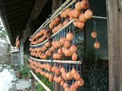 Dried persimmon in the making