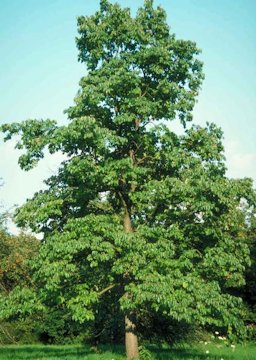 Middle-aged Diospyros virginiana: common persimmon