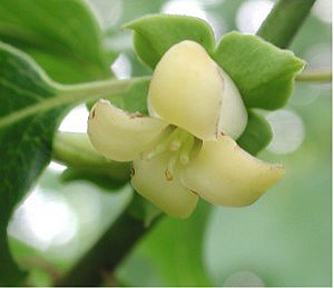 Persimmon flower