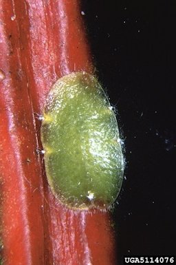 soft scale (Philephedra tuberculosa) Nakahara & Gill, 1985