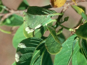 Philephedra tuberculosa infesting atemoya