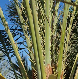 Phoenix dactylifera leaf rachis and spines