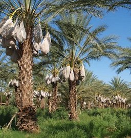 Phoenix dactylifera field of young individuals in cultivation