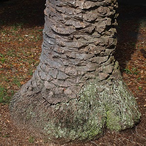 P. canariensis stem base and roots