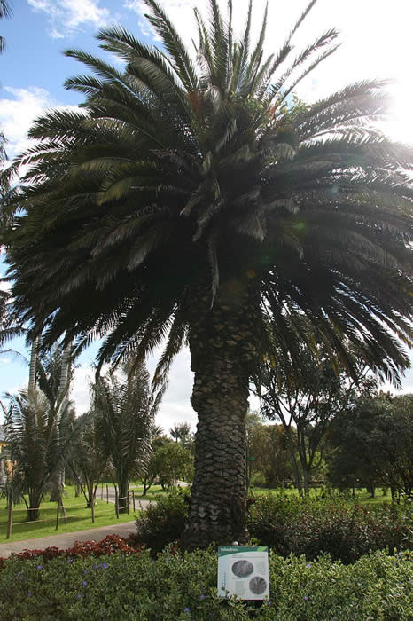 Phoenix canariensis in Bogotá's Botanical Garden