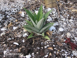 Planting the pineapple top