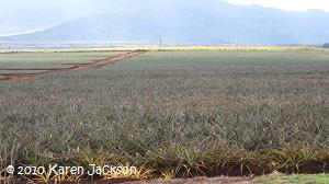 Landscape view of the plantation