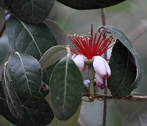 Feijoa: unusual flowers