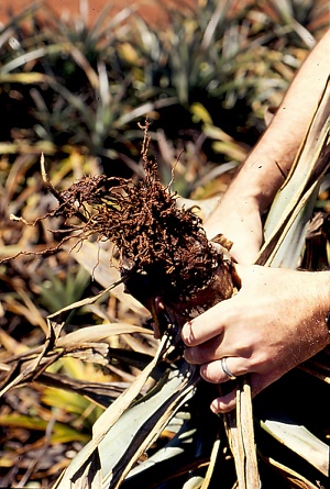 Rotten root system