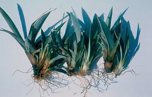 Pineapple Phytophthora parasitica left, thieloviopsis center, ck right, non wounded smooth cayenne