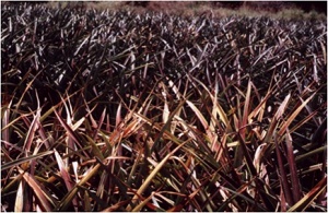 Mealybug wilt of pineapple in Hawaii