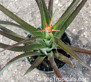 Ananas comosus, Pineapple, Pina