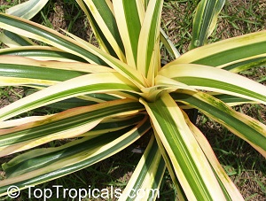 Ananas comosus, Pineapple, Pina