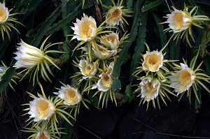 Hylocereus undatus in bloom in Kona, Hawaii