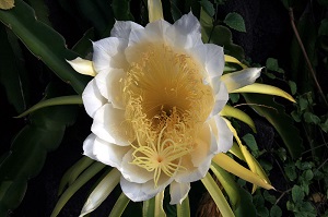 Hylocereus undatus with both carpels and stamens