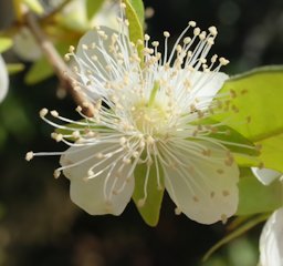 Close-up of a flower