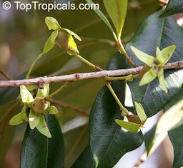 Fruit forming