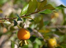 A bumper crop, Florida US