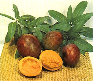 Plate XXVIII: MANGO, Mangifera indica–'Kent', 'Tommy Atkins', and 'Irwin'