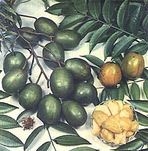 Plate XXXI: AMBARELLA, Spondias dulcis