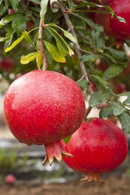 Pomegranates