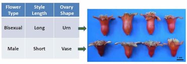 Flower type, style lenght and ovary shape