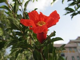 Pomegranate blossom