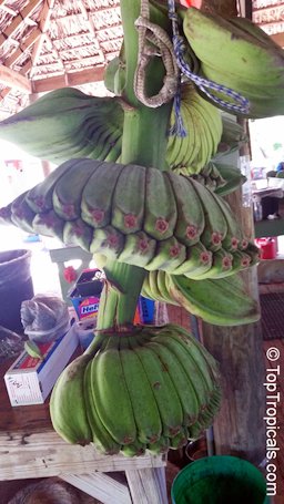 'Praying Hands' banana