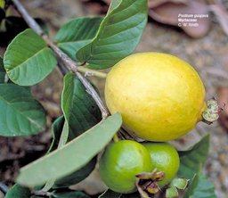 Psidium guajava, guava