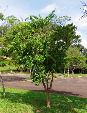 Rain Forest Plum Tree