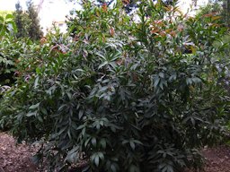 Rose Apple tree, Mildred E. Mathias Botanical Garden at UCLA (Los Angeles, California)