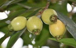 Rose-Apple Syzygium jambos. Puebla, Mexico