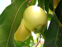 Pomarrosa, Syzygium jambos, La Pomarrosa Farm, Barlovento, north centre Venezuela