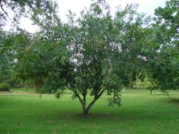 Pomarrosa, Syzygium jambos, La Pomarrosa Farm, Barlovento, north centre Venezuela