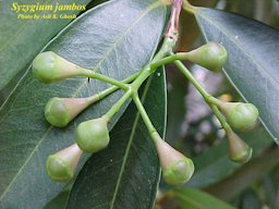 Syzygium jambos