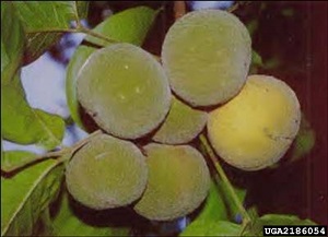 Santol fruit