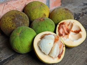 Santol fruit