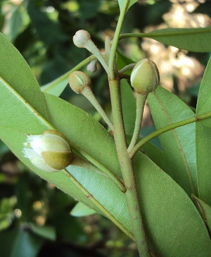 Manilkara zapota