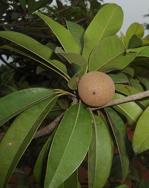 Sapota (Manilkara zapota) at Madhurawada in Visakhapatnam