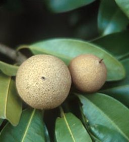 Sapodilla immature fruit