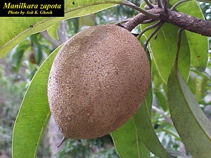 Sapodilla fruit