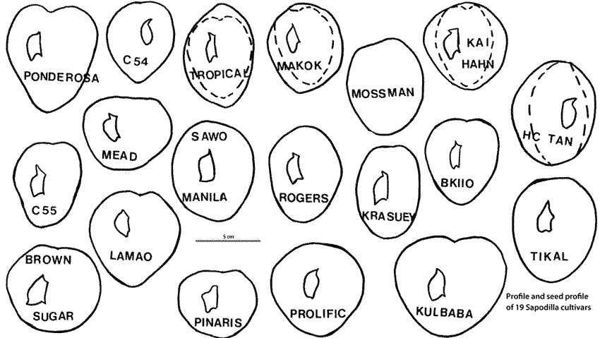 Profile and seed profile of 19 Sapodilla cultivars