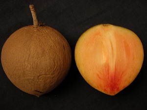 A whole ripe and the half of a ripe Hasya Sapodilla (Manilkara zapota / Sapotaceae) from Fruit and Spice Park, Homestead, Florida.