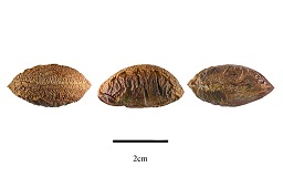 Seeds