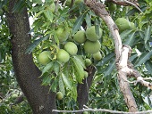 White Sapote Casimiroa edulis, Papalotla, Estado de México